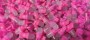 RpLedtyp555Rose_0