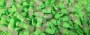 RpLedtyp555Verte_0